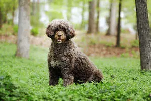 Portuguese Water Dog